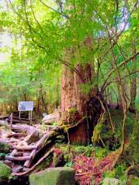 一度は行きたい世界遺産🌲屋久島🌲