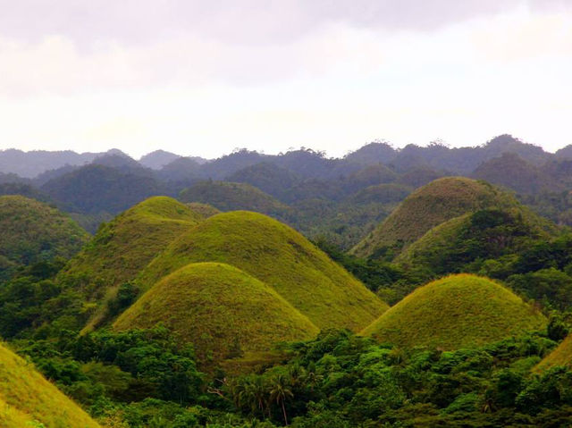 The Chocolate Hills: remarkable geological formation and iconic hills in the island of Bohol. 