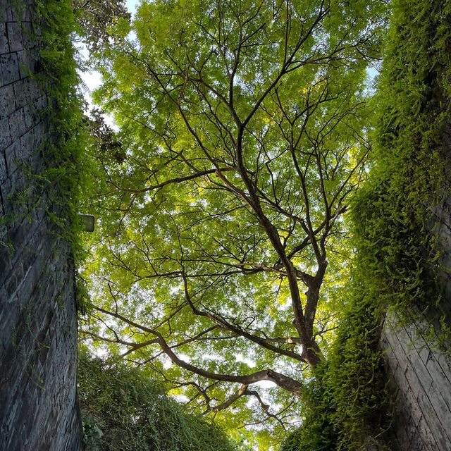 Very Beautiful Garden at Fort Canning Park in Singapore