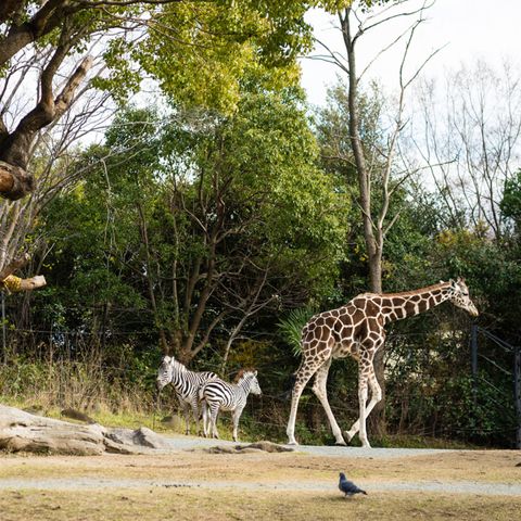 大阪旅遊之～天王寺動物園