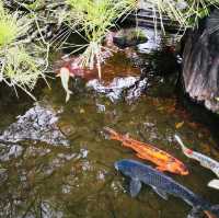 Nature’s Palette: Autumn Bliss at Kokoen Garden, Himeji!