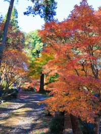 📍 【栃木】秋色に包まれ益子町の紅葉の名所