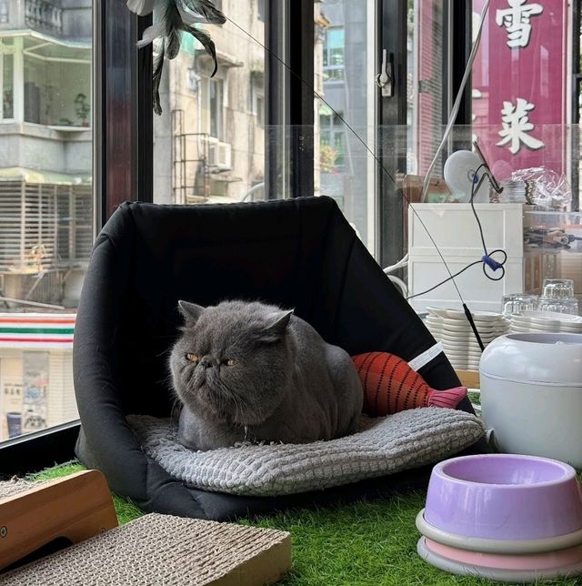 cat cafe