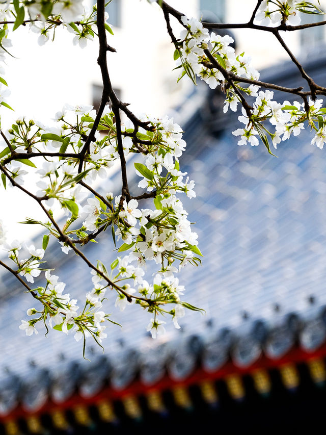 北京春季賞花，智化寺“三白”不容錯過