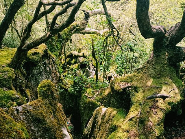 Magic Stone Forest Hiking Path