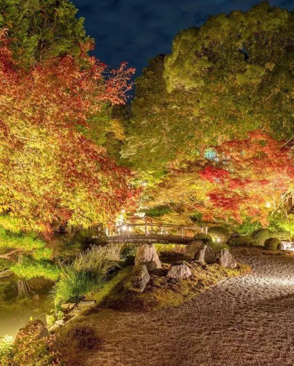 Explore Kyoto's Nighttime Autumn Foliage in 2023