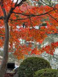 Explore the Stunning Autumn Foliage at Toji Temple in Kyoto!