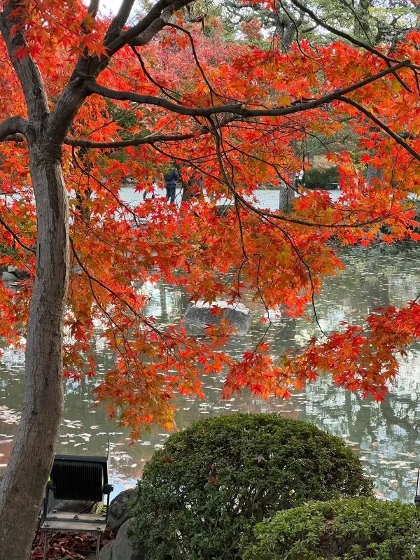 Explore the Stunning Autumn Foliage at Toji Temple in Kyoto!