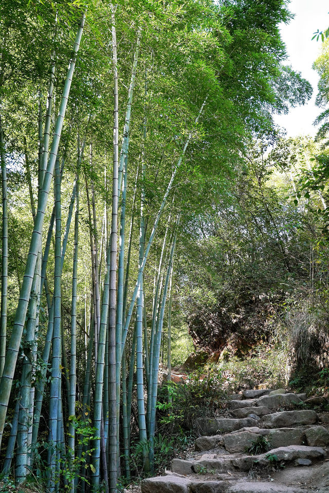 莫干山徒步路線大公開 | 內附攻略~。