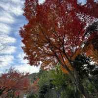 京都兩日遊：古都文化與自然的美好體驗