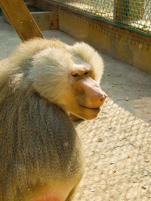 冬季反向遊 | 附鄭州動物園互動遊玩攻略