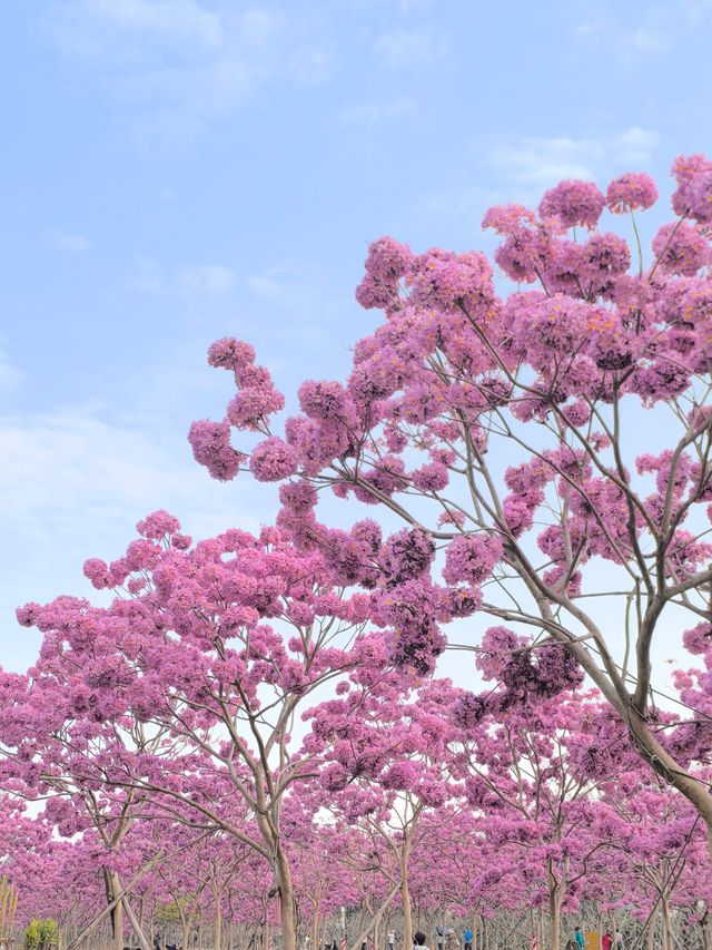 廣州南沙：紫色風鈴花綻放