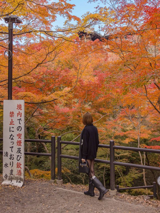 ใบไม้เปลี่ยนสีที่วัดน้ำใส Kiyomizu-Dera Temple 🍁