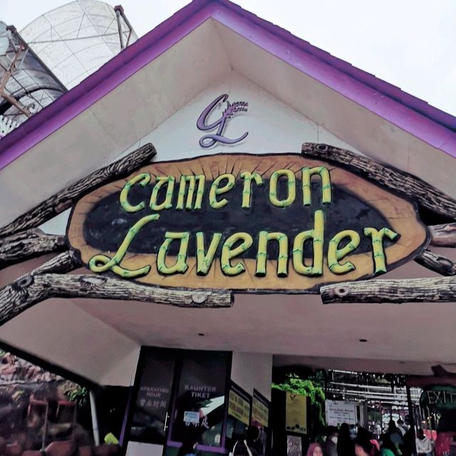 LAVENDER GARDEN CAMERON HIGHLAND 