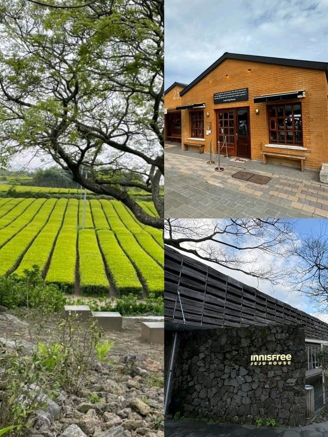 濟州島雪綠茶博物館：適合春天遊玩, 必食綠茶甜點