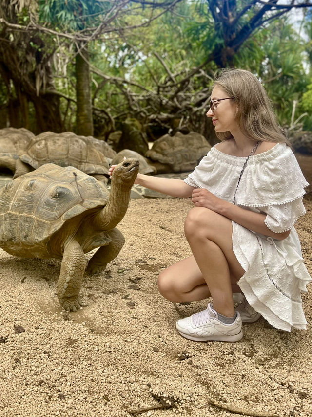 Pet the giant tortoises 😍🐢