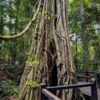 Discover the Enchanting Beauty of Springbrook National Park