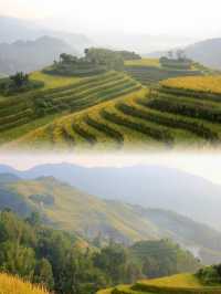 Golden Hues of Autumn: Exploring Longji Rice Terraces