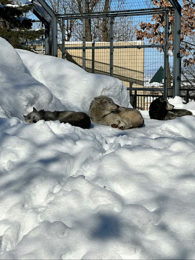 Asahiyama Zoo: A Unique Animal Experience in Hokkaido