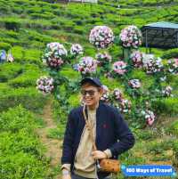 A Scenic Escape to Cameron Highlands: Tea, Strawberries, and Tranquil Beauty