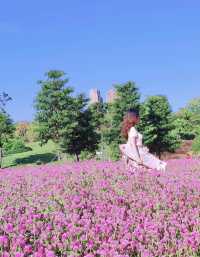 深圳桂湾公園又換新花花啦|附最快路線