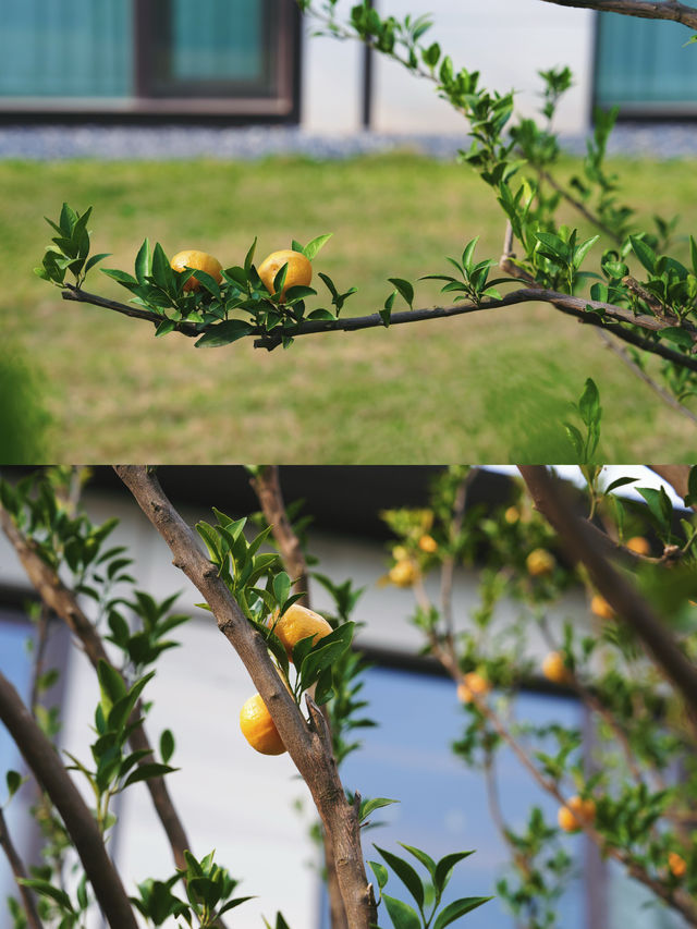 尋找一處避世的莫奈花園｜襄陽洲際酒店。