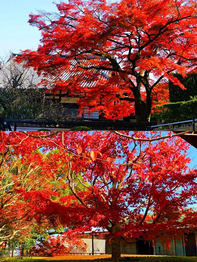 京都宇治平等院楓葉‖賞秋旅遊打卡避坑攻略。