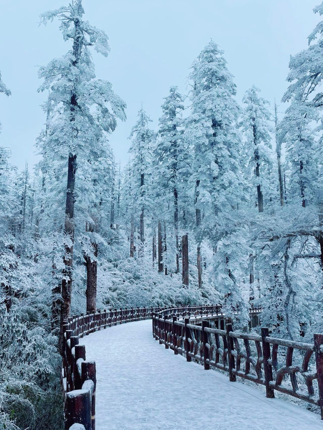 原來四川都有這種雪景，不用再去東北看雪了。