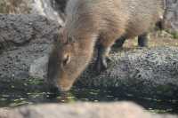 南京紅山森林動物園