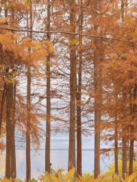 重慶彩雲湖濕地公園