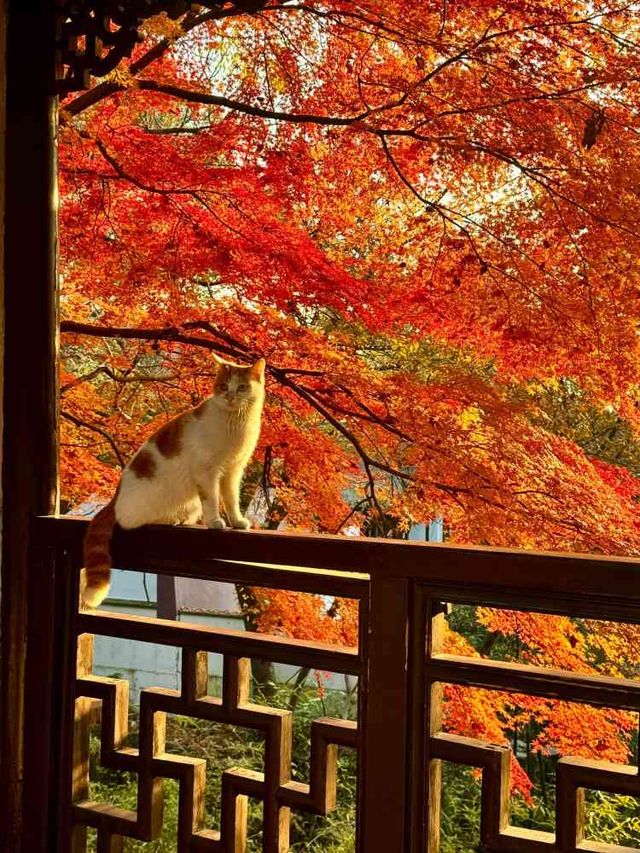 踏秋於虎丘山，尋找那最美的風景