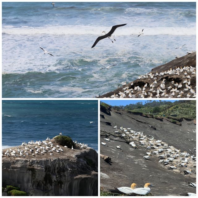 邂逅奧克蘭鳥島 | 一場與自然的浪漫之約 