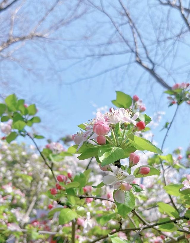 櫻花季的好去處—顧村公園