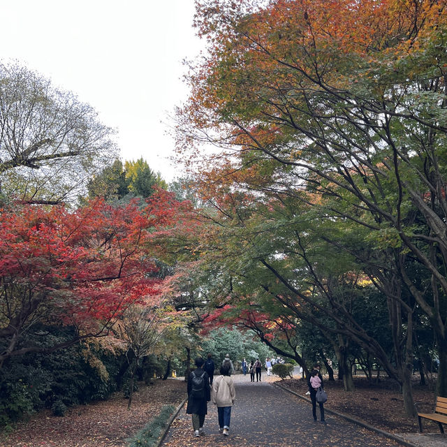 秋天就要去東京賞楓和銀格