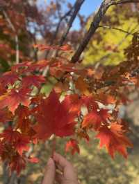 Autumn Foliage at Ewah University 