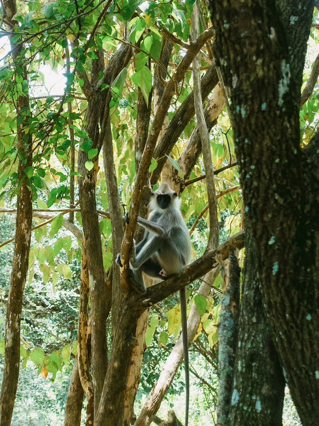 野生ゾウの楽園🐘Hurulu Eco Park🇱🇰