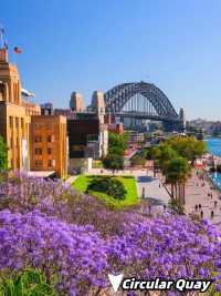 Where to See Jacarandas in Sydney