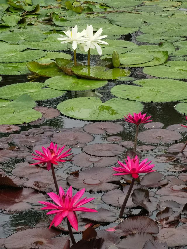 華南國家植物園。