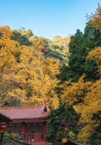 白岩寺｜成都周邊深秋銀杏好去處。