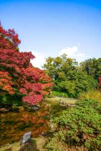 秋韻松風｜漫步栗林公園的紅葉下