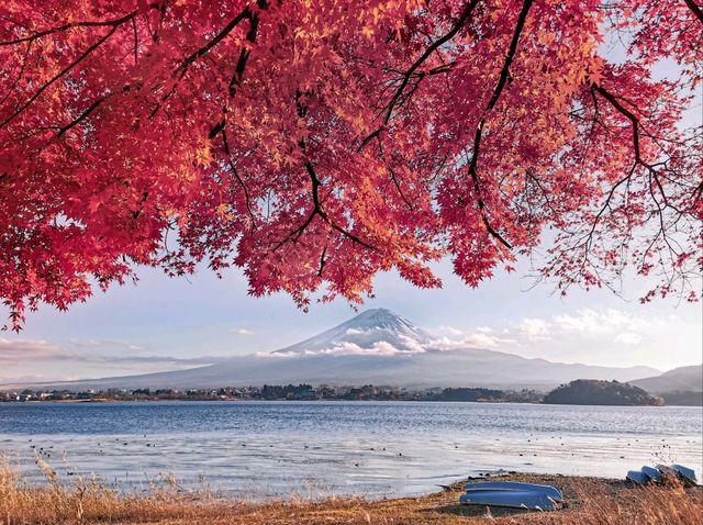 【河口湖】河口湖の紅葉