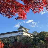 Solo travel to the most iconic Himeji Castle, Japan 🇯🇵 