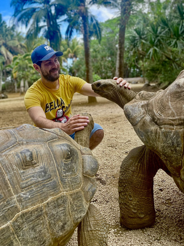 Pet the giant tortoises 😍🐢