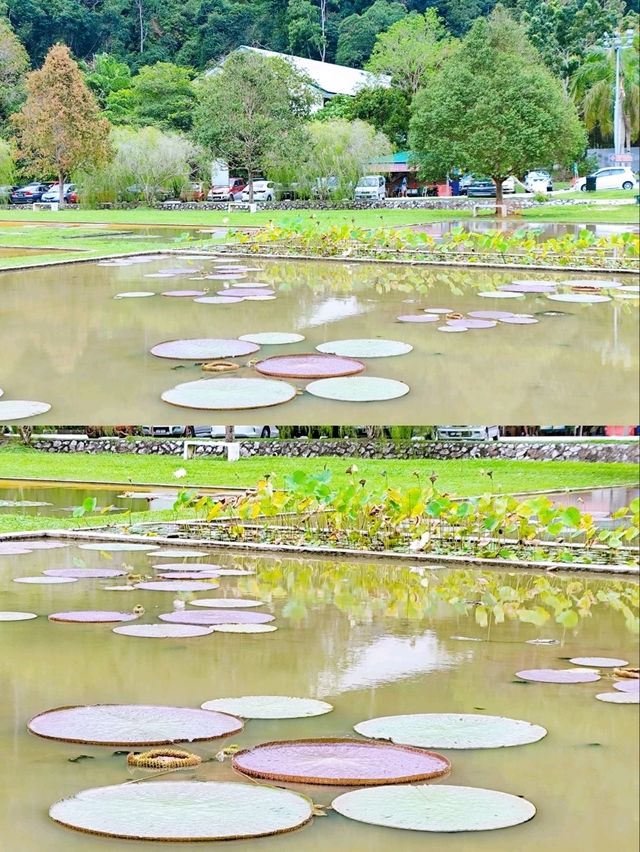 Peaceful Stroll at Penang Botanic Gardens 