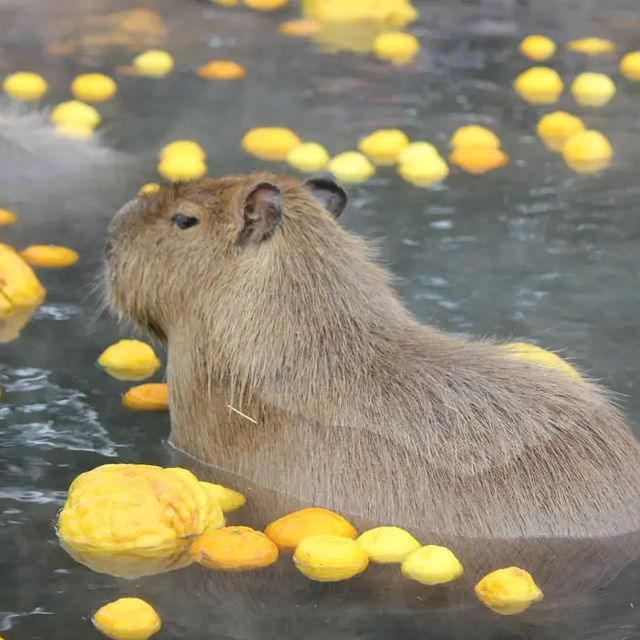 大阪旅遊之～天王寺動物園