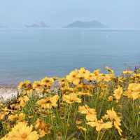 A Tranquil Escape in Gunsan