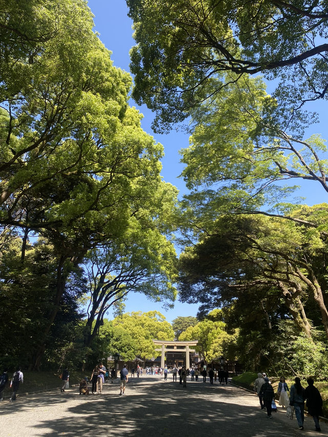 Meiji Jingu: A Serene Escape in the Heart of Tokyo