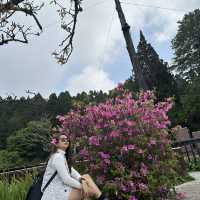 Alishan’s Cherry Blossom (Taiwan)