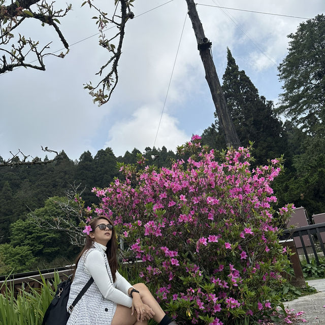 Alishan’s Cherry Blossom (Taiwan)