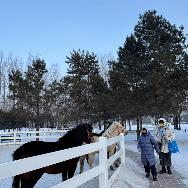 Harbin 2025 - snowy dreamy